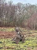 Lindow Common & Saltersley Moss