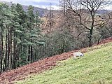 Fabulous walk on Sunday (23/11/25) despite cold, wet weather. Excellently lead by Liz 