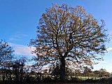 Oak tree in morning sunshine - Woodford Tuesday Lunch Walk